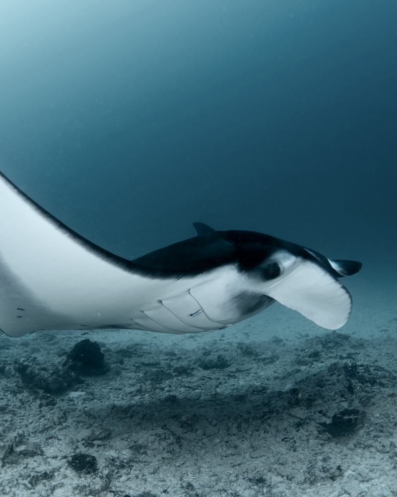 See manta rays with Ananda in Costa Rica