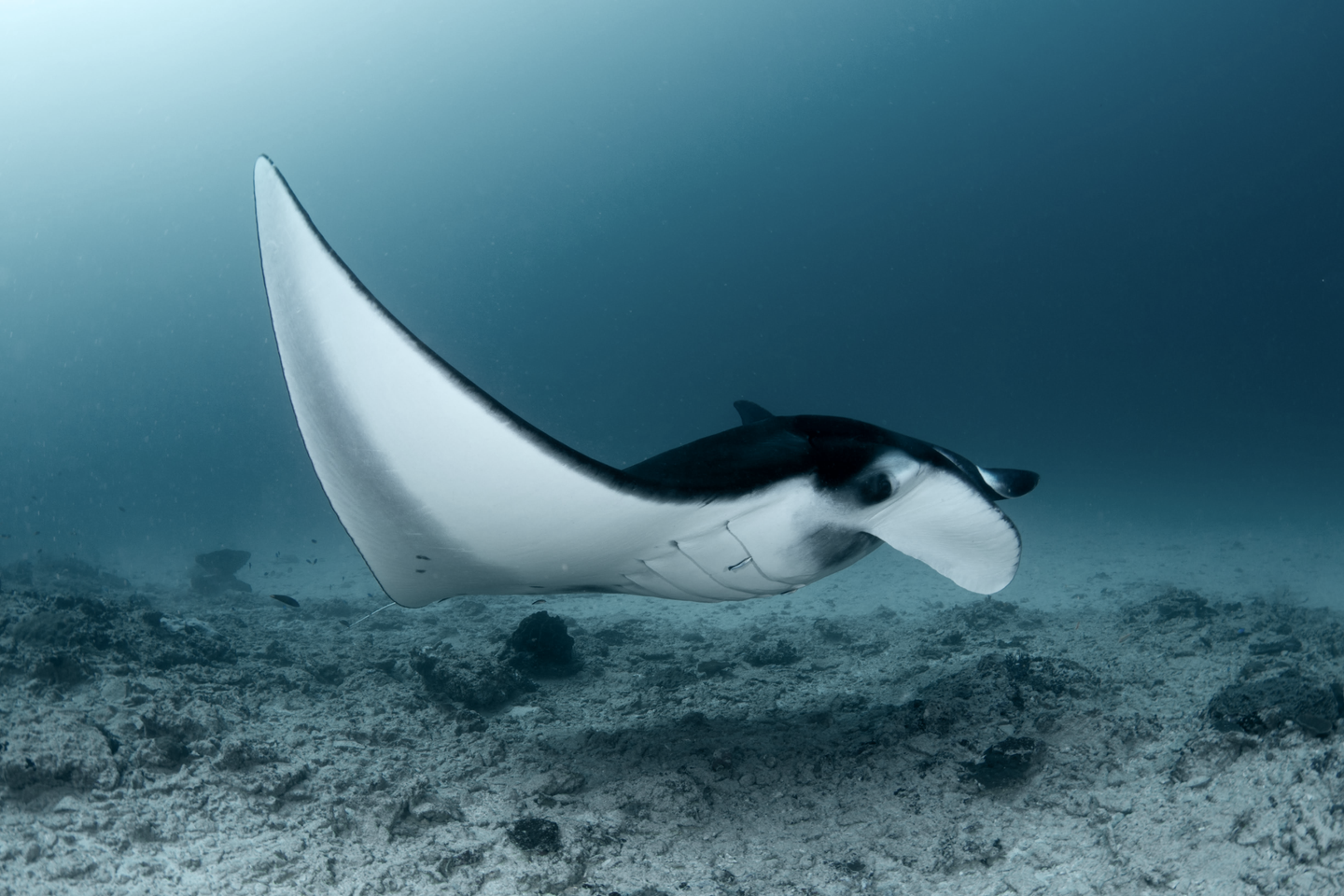 See manta rays with Ananda in Costa Rica