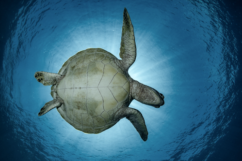 Sea turtles with Ananda in Costa Rica