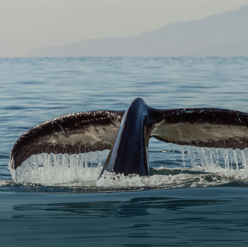 Ananda. Dive N' Flow, Santa Teresa, Costa Rica