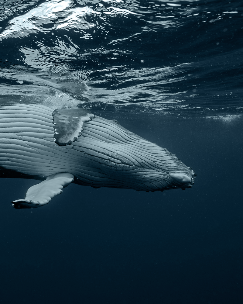 Ananda. Dive N' Flow, Santa Teresa, Costa Rica