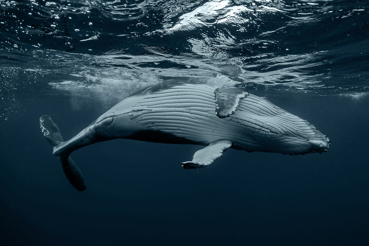 Ananda. Dive N' Flow, Santa Teresa, Costa Rica