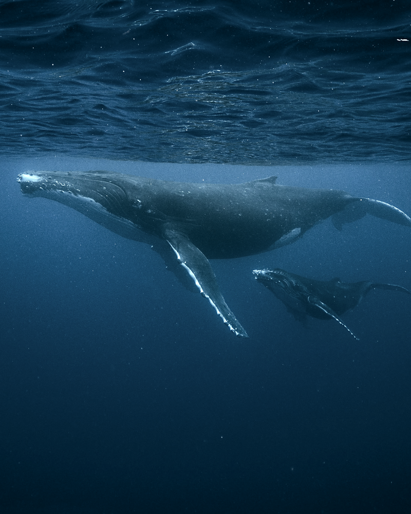 Ananda. Dive N' Flow, Santa Teresa, Costa Rica