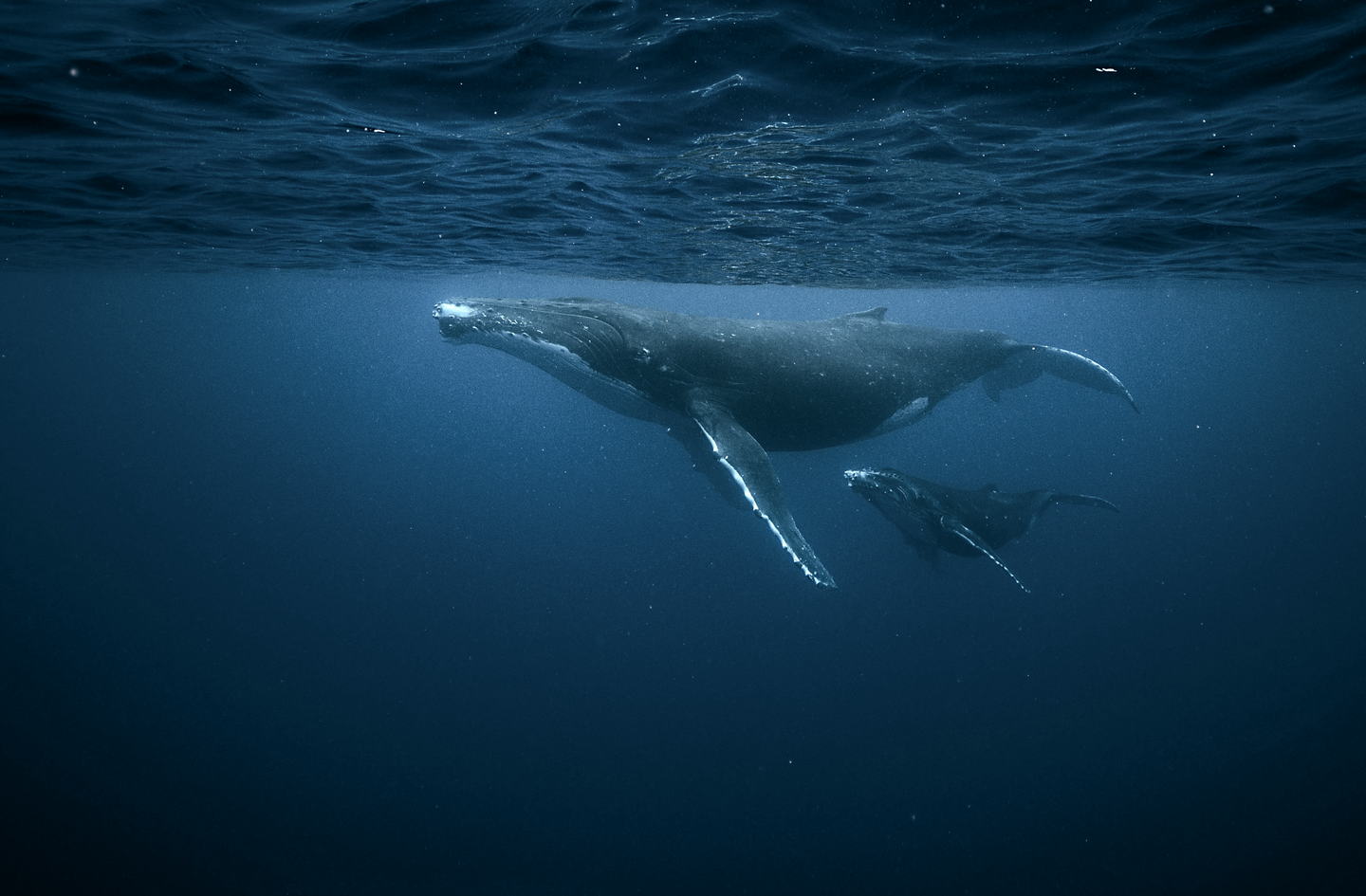 Ananda. Dive N' Flow, Santa Teresa, Costa Rica